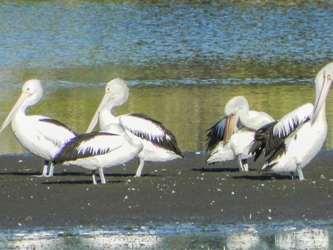 Australian Pelican at Lake Inverell - Barayamal National Park