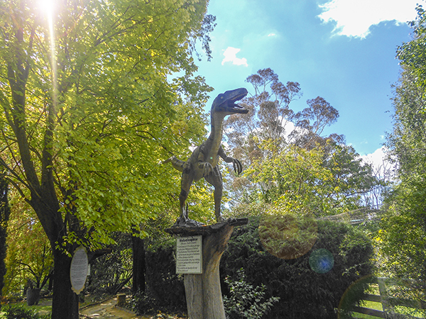 Velociraptor - one of the occupants at Green Valley Farm Tingha NSW