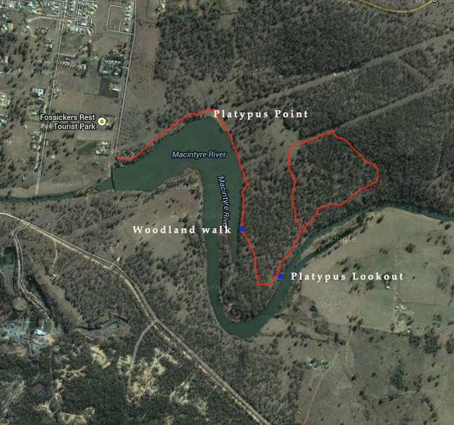 Woodland Walk - Platypus Lookout circuit - Lake Inverell