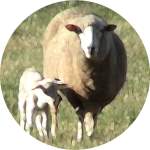 Ceramic Tile - Ewe And Lamb by Envision Newage Multimedia
