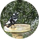 Ceramic Tile - Magpie and Birdbath by Envision Newage Multimedia