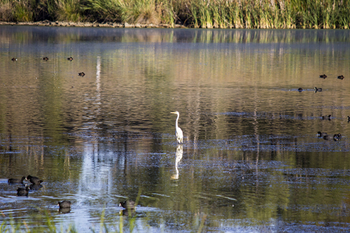 Wildlife at Lake Inverell NSW Australia