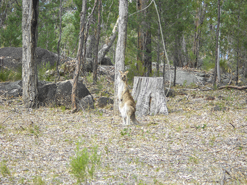 Wild Life out at Copeton Waters State Park