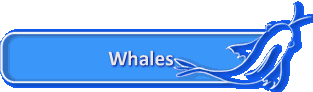 Whales