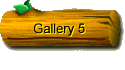 Gallery 5