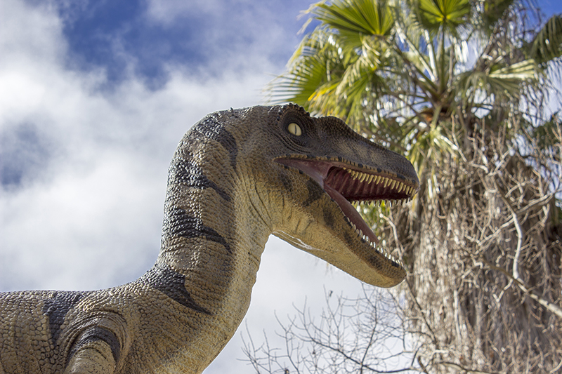 The Velociraptor yelps! - Green Vallet Farm - Tingha