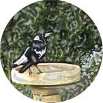 Magpie and birdbath by Envision Newage Multimedia