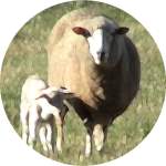 Ewe and Lamb by Envision Newage Multimedia