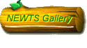 NEWTS Gallery